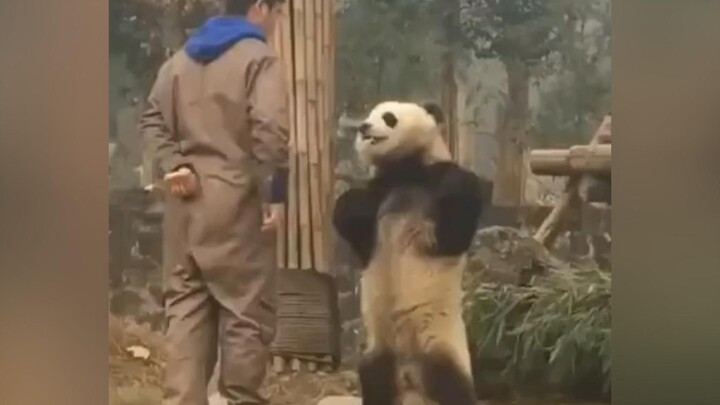 《大熊猫最想删除的视频》