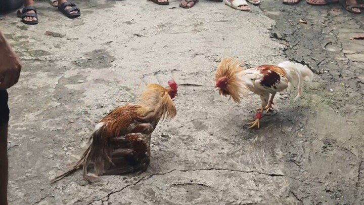 Sya namalo sya pa napilay