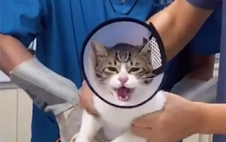 Send it to your cat to watch