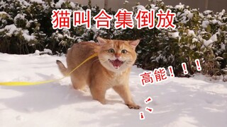 听说把中文倒放是俄语，那把猫叫倒放呢