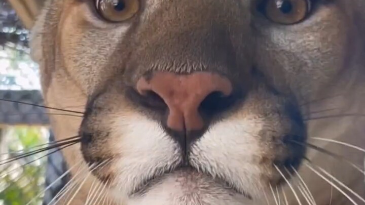 Round-headed Lion