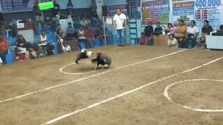 WIN! @SMCA 2HITS ULUTAN SECOND FIGHT "CHAMPION" 🏆