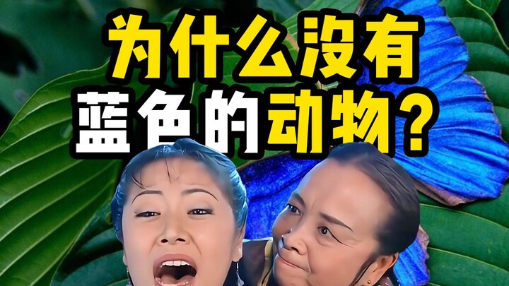 Tại sao không có động vật màu xanh? - Dung Ma Ma kể chuyện khoa học về động vật: Màu sắc cấu trúc