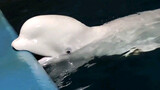 Kehidupan sehari-hari paus putih kecil.