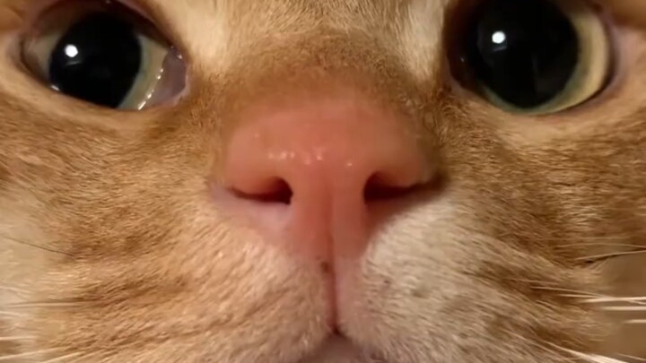 Manusia itu lucu, suka meong!