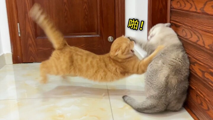 Cái mông to đùng này, chú mèo cam chắc phải ăn cả chục cân thức ăn mới hết buồn được.