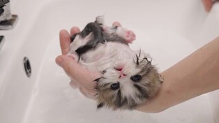 Anak kucing kecil mandi untuk pertama kalinya, dan dia berpura-pura mati dan mengacau di tengah-teng