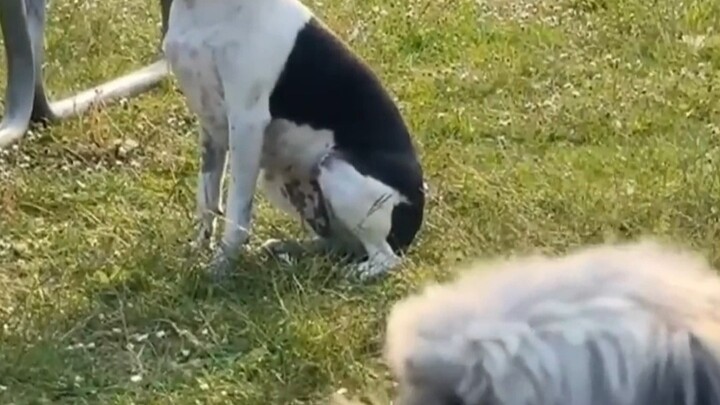 The dogs’ silence is deafening—they’re already digging their toes into the ground!