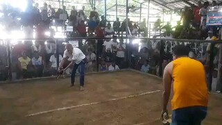 Champion Viva san Isidro