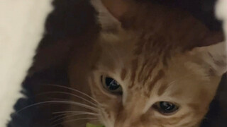 底层代码冲突了