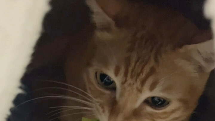 Xung đột mã nguồn cấp thấp