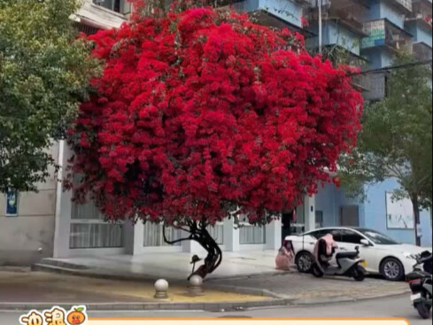 Never say "loving someone is like nurturing a flower" again #flower