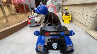 "PAW Patrol" PV Versi Live-Action  oleh Anjing Saya