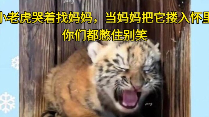 Hổ con khóc tìm mẹ, khi mẹ ôm nó vào lòng, mọi người đừng nhịn được mà bật cười nhé