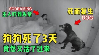 بعد أن مات الكلب لمدة 3 أيام، عاد فجأة إلى الحياة، وأصاب صاحبه الذعر وتصبب عرقًا باردًا عند رؤيته!