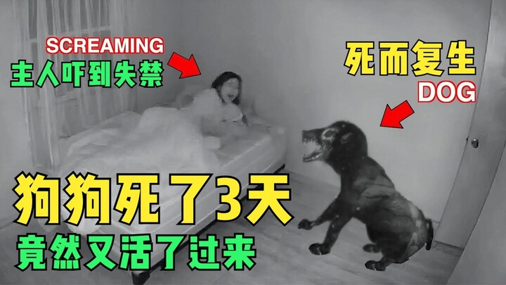بعد أن مات الكلب لمدة 3 أيام، عاد فجأة إلى الحياة، وأصاب صاحبه الذعر وتصبب عرقًا باردًا عند رؤيته!