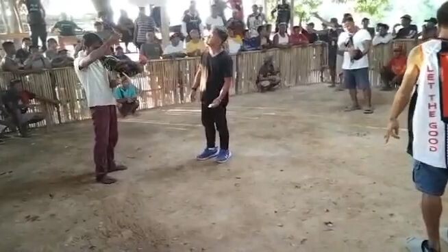 super lemon champion 2 cock araceli palawan