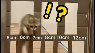 猫猫挑战钻孔，只要有空就能过去！！！