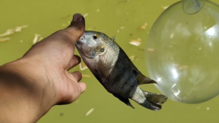 Tracking the artifact, eliminating tilapia is everyone's responsibility