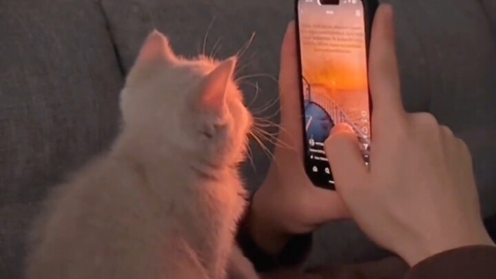 “Apakah kucing yang membutuhkan manusia, atau justru sebaliknya?”