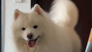 As long as I wag my tail fast enough, my mother won't scold me