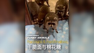 干脆面上门讨饭了，还不快给棉花糖