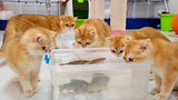 ปฏิกิริยาของลูกแมวต่อ LIVE FISH 🐟 Cat Akai และลูกแมวของเขา
