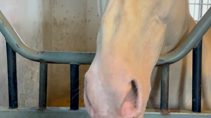 ม้าเหงื่อโลหิตกินผักได้ไหม?