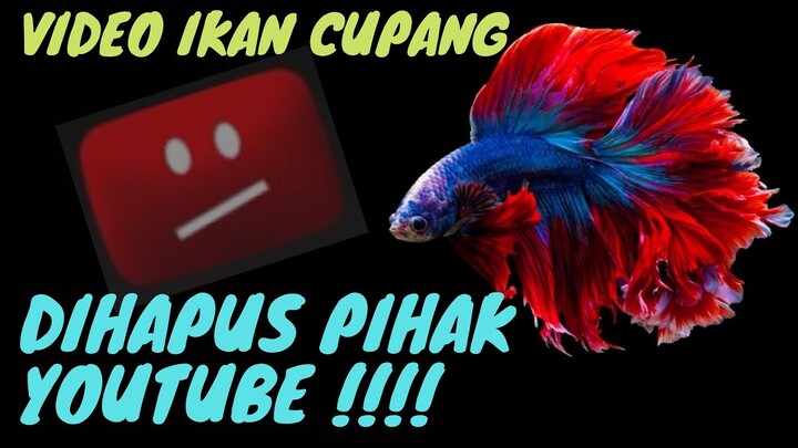 Video Ikan Cupang Dihapus Pihak Youtube !!! Begini Penjelasannya