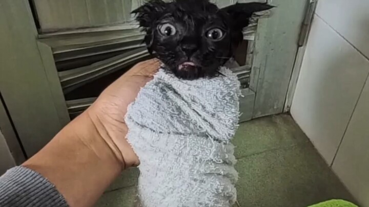 Black 30 is taking a bath. #CatsAreSoWell-BehavedDuringBaths #CatBath #LittleKittenGrowthDiary #Litt