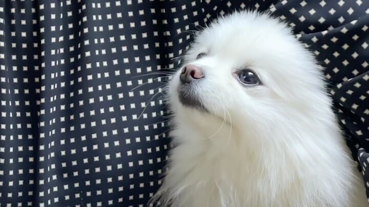 A dog with a special fondness for rice grains