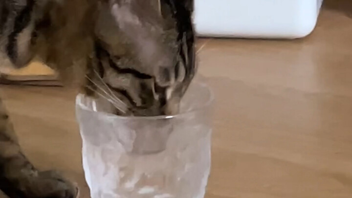 เพื่อให้น้องแมวยอมกินน้ำ ถึงขั้นต้องงัดกลยุทธ์มาใช้เลยทีเดียว