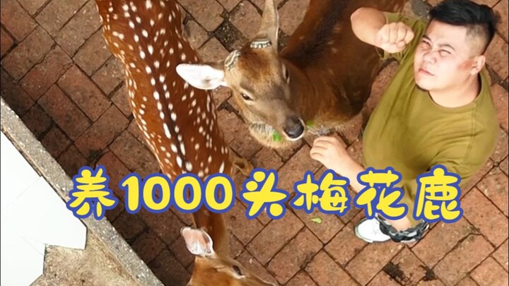 Berapa Biaya untuk Membesarkan 1.000 Rusa Sika?