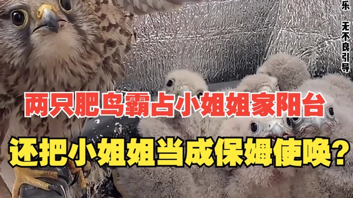 Two chubby birds have taken over the young lady’s balcony and are even treating her like a housekeep