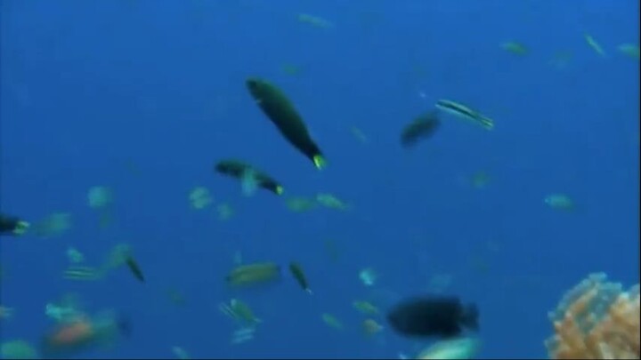 Reef of Riches Documentary