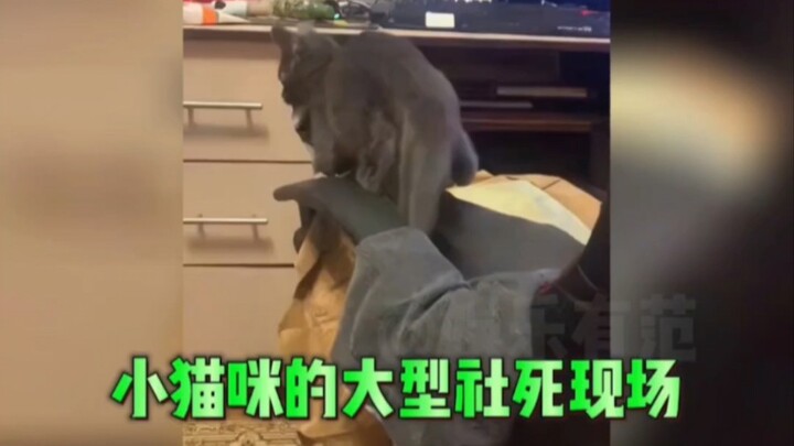 Cảnh “chết xã hội” của mèo mèo, biểu cảm sợ hãi này làm tui cười bò luôn!