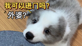 Ketika orang tua yang menentang memelihara anjing mengetahui bahwa saya memelihara anjing