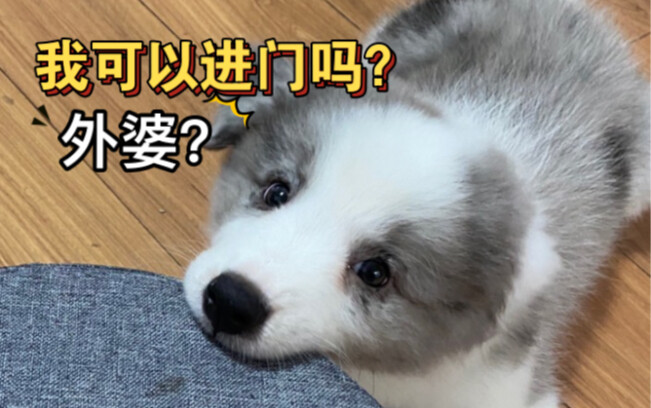 When my parents, who were against owning a dog, found out I got one