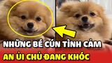 4 chú chó chạy đến AN ỦI khi thấy cô gái ngồi khóc 1 mình ❤️ | Yêu Lu