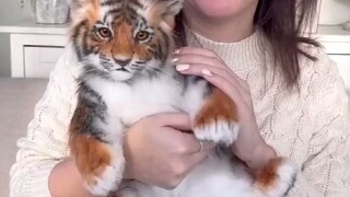 这位手艺人的作品，已经到了以假乱真的程度了！