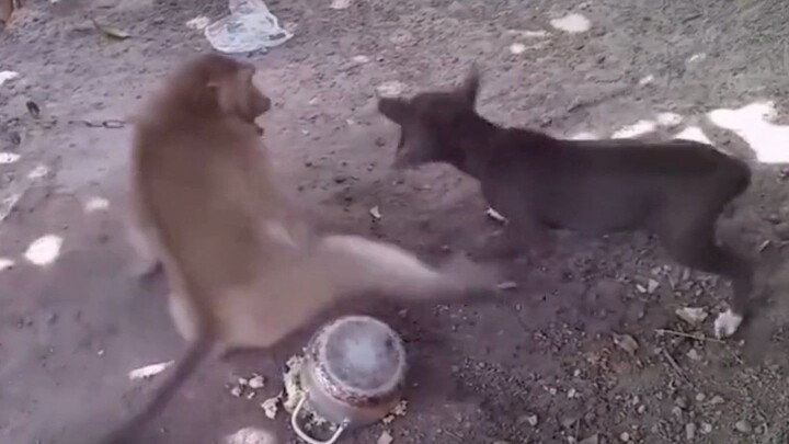 The monkey finally snapped and grabbed a basin to smash the dog’s eyes.