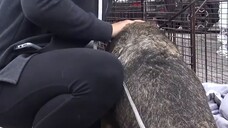 A Homeless Dog That Cried Like A Human When Help Her