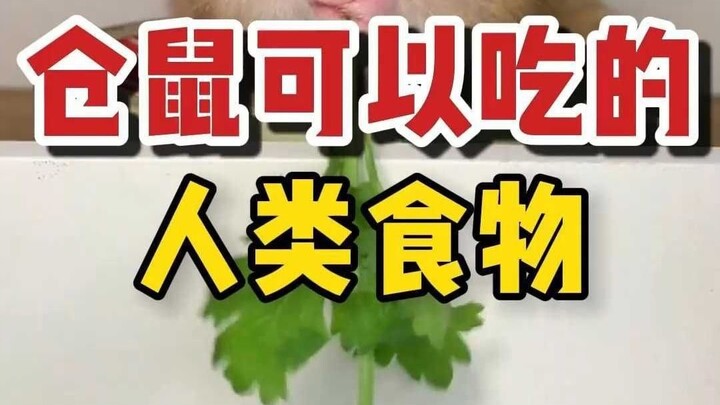 Makanan Manusia yang Bisa dan Tidak Bisa Dimakan Hamster
