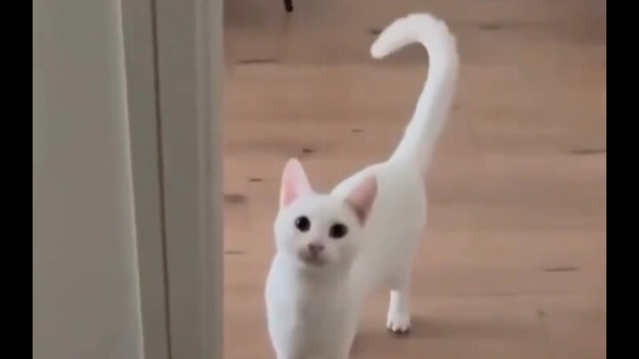 When cats start talking like humans 😂