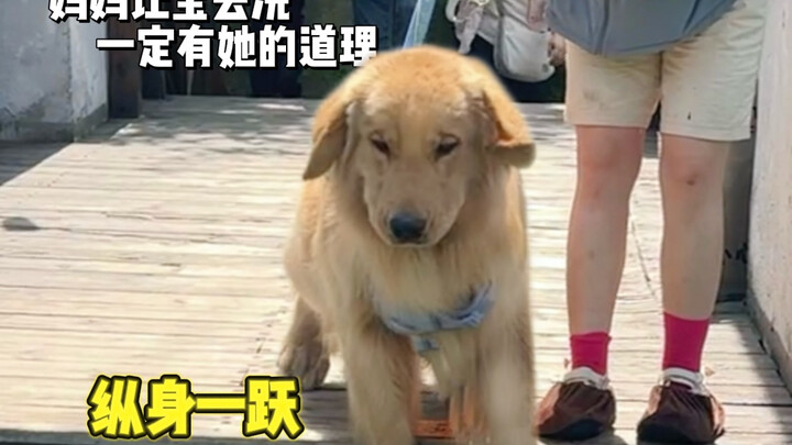 A 70-jin dog, a 3-ounce gall!