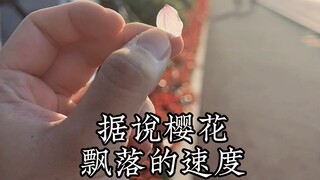 It is said that cherry blossoms fall at a speed of five centimeters per second.