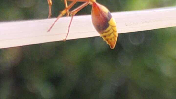 Beautiful Paper Wasp Up Close! 🐝 Nature’s Amazing Insect