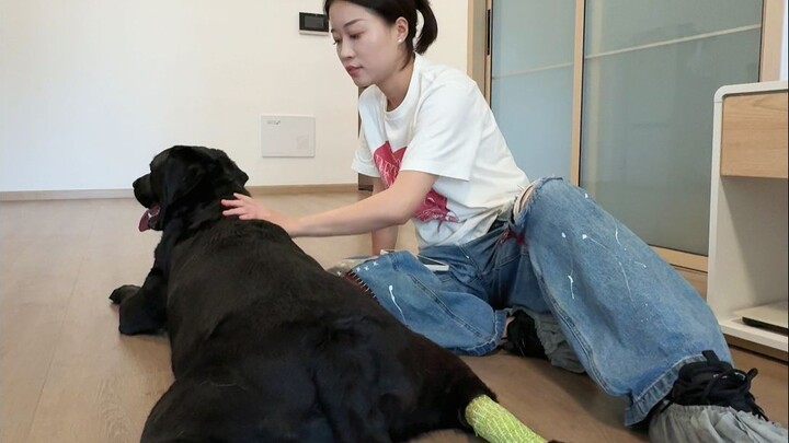 Dắt chú chó Labrador nặng 50kg đi dạo, thì xảy ra chuyện…