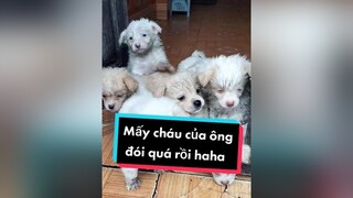 Cả nhà đã dậy ăn sáng chưa nhỉ? cunyeucuadua chó chócon chókhôn chócute xuhuong fyp