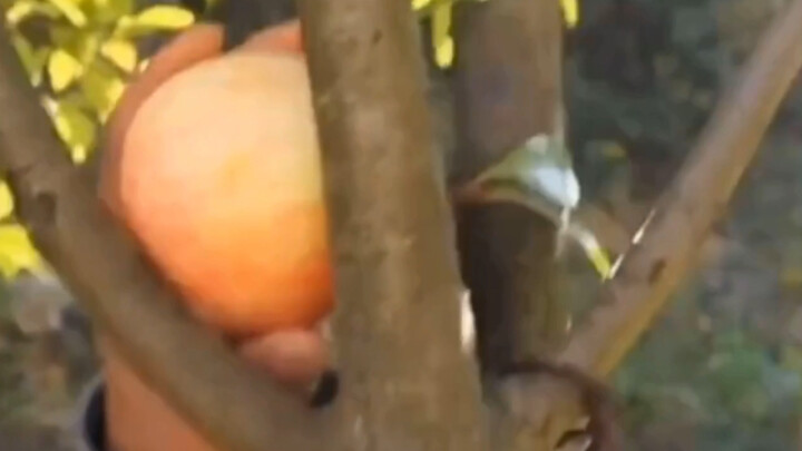 Sống sót nơi hoang dã, phiên bản crack